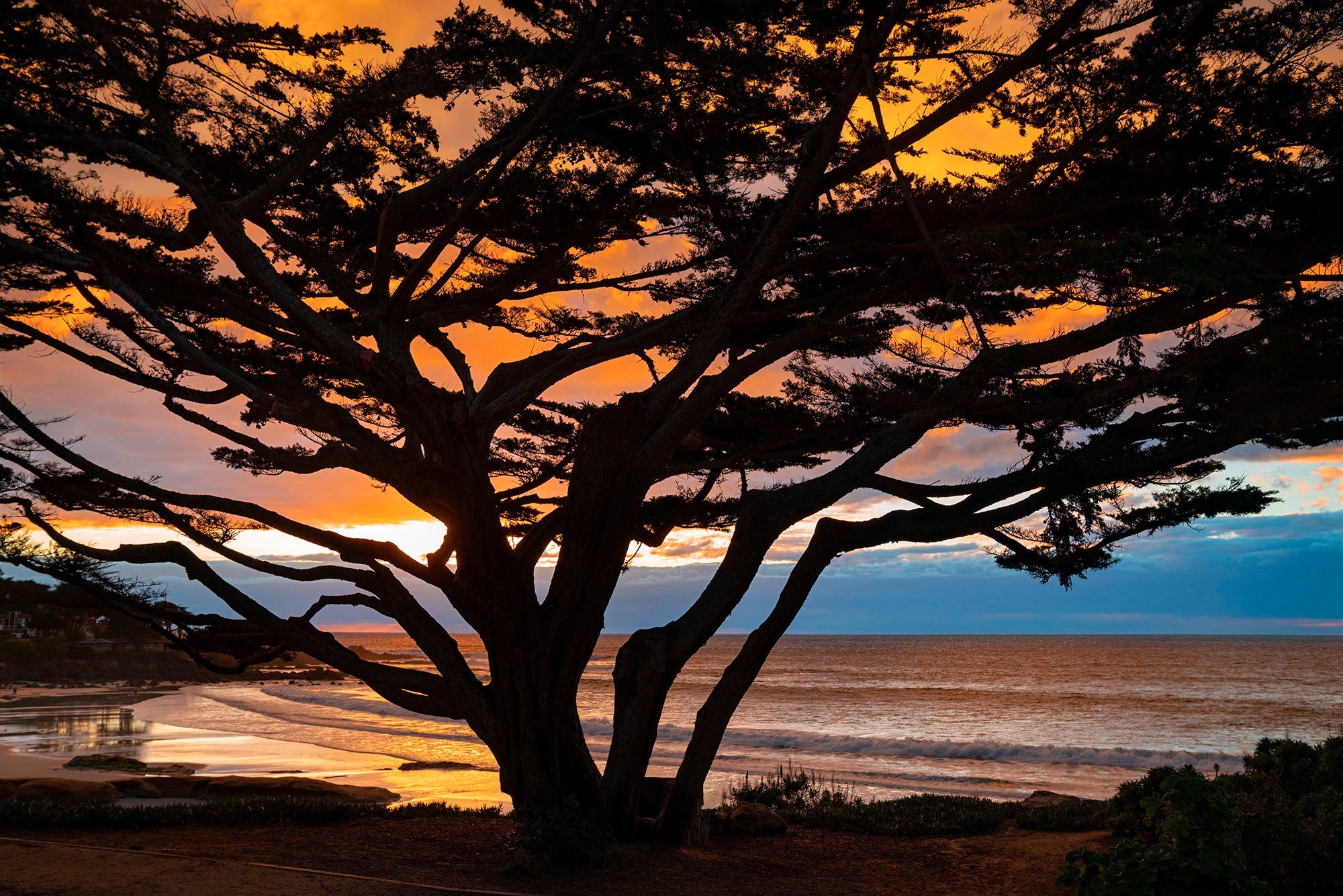 Cypress Tree Sunset