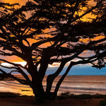 Cypress Tree Sunset
