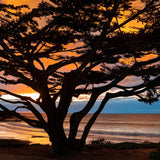 Cypress Tree Sunset