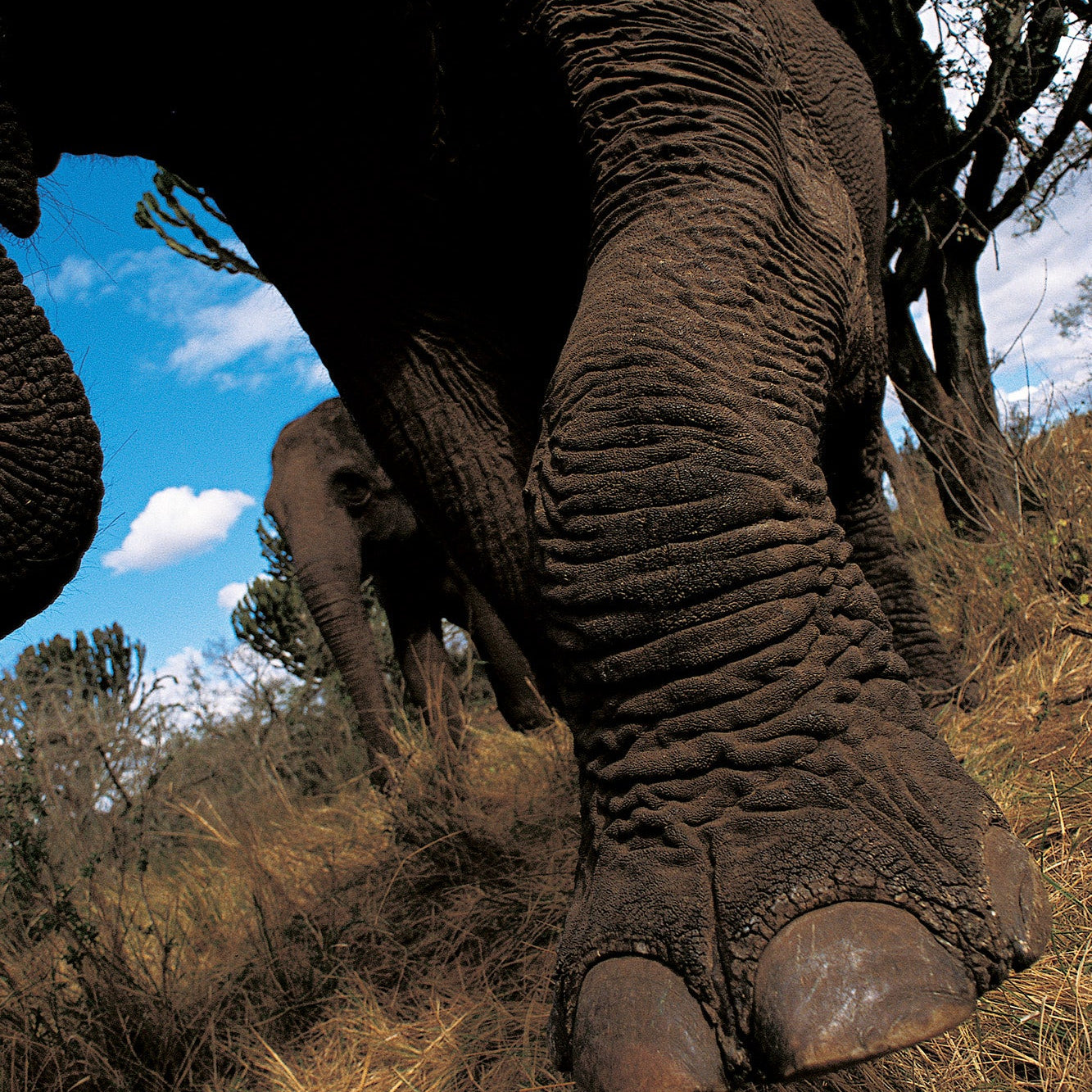 Elephants Foot