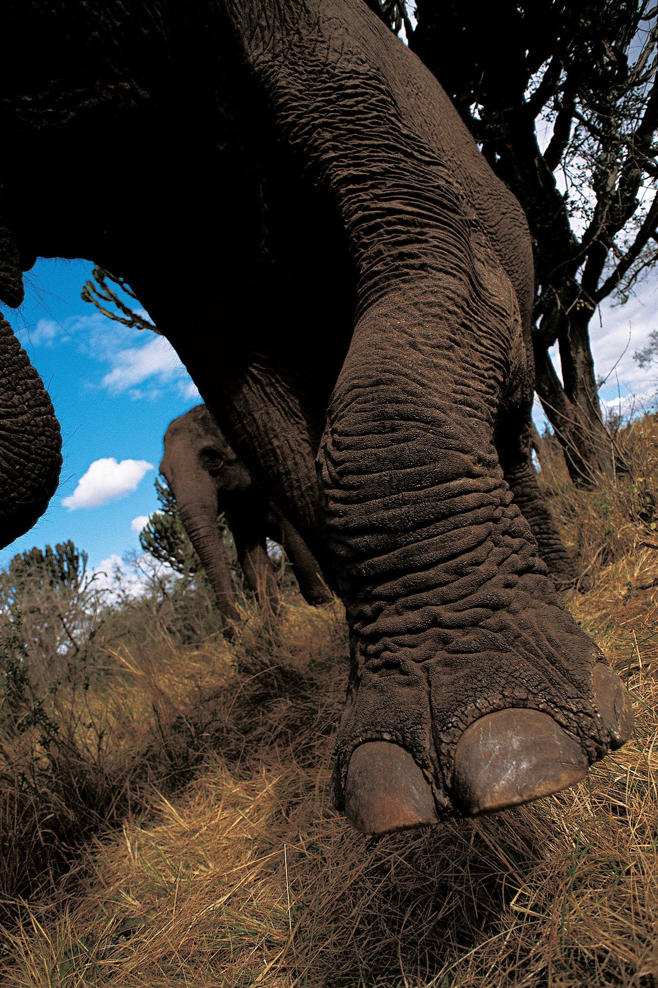 Elephants Foot