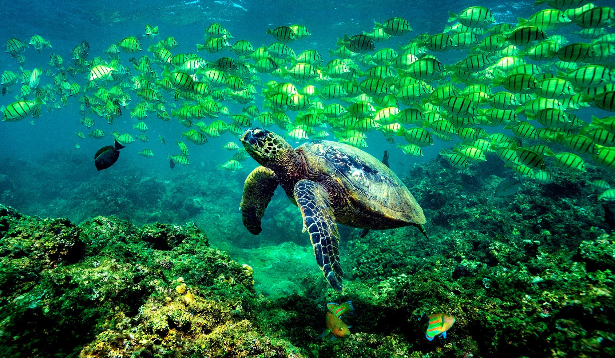 Ocean Harmony