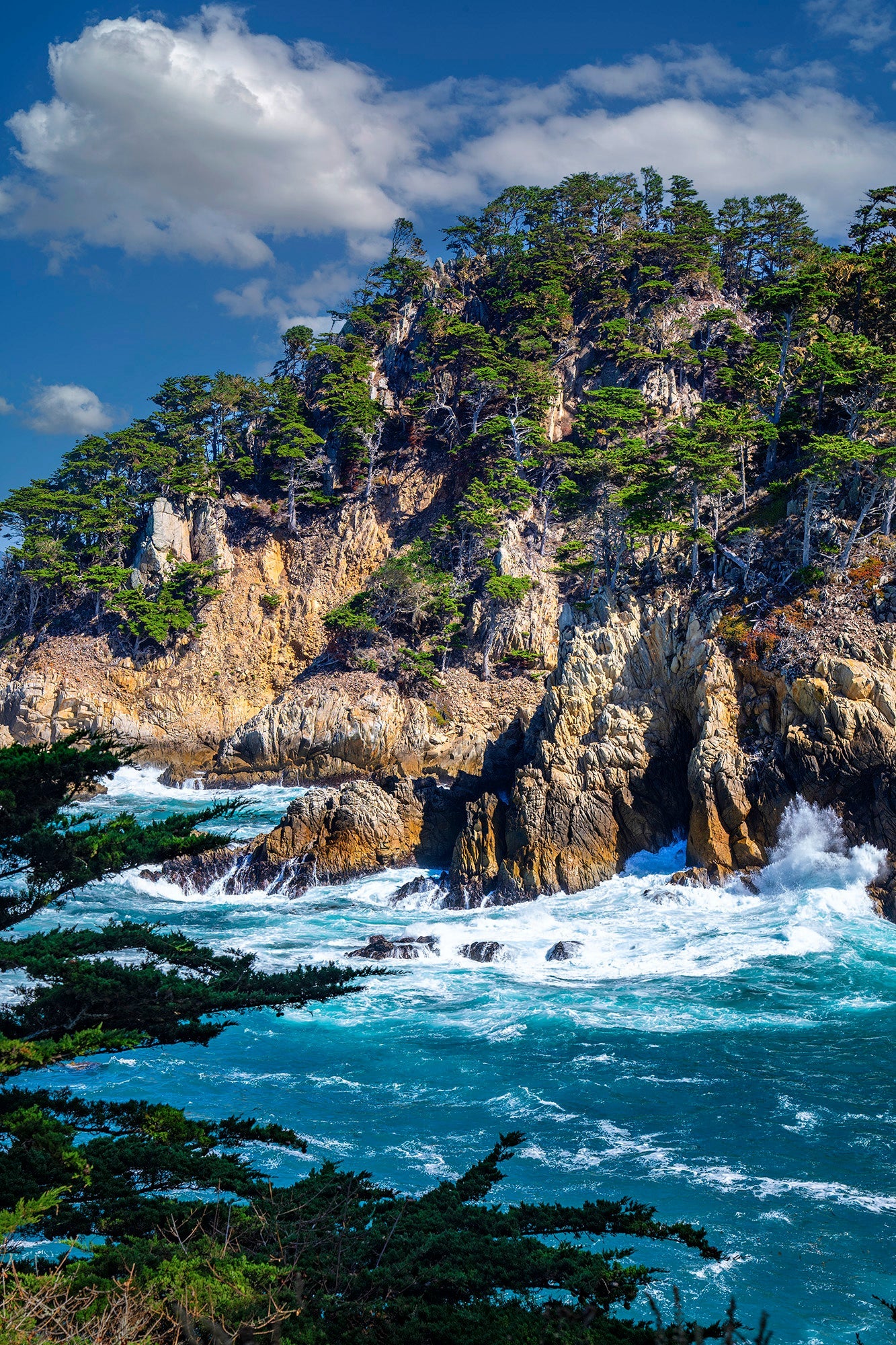 Cypress Cove Vertical