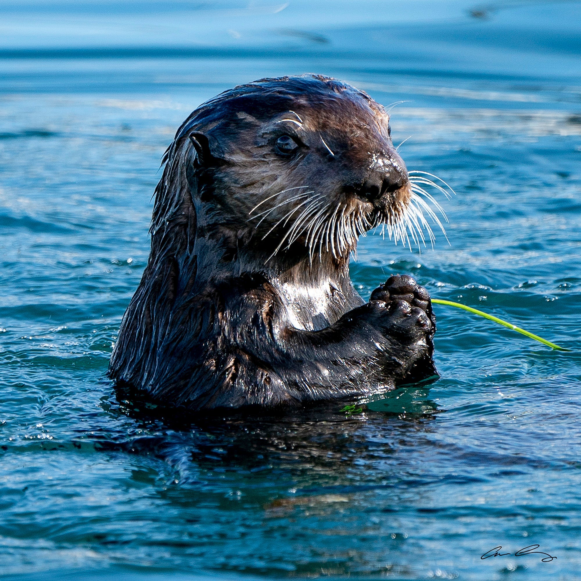 Otter