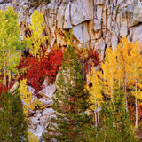 Autumn Mosaic