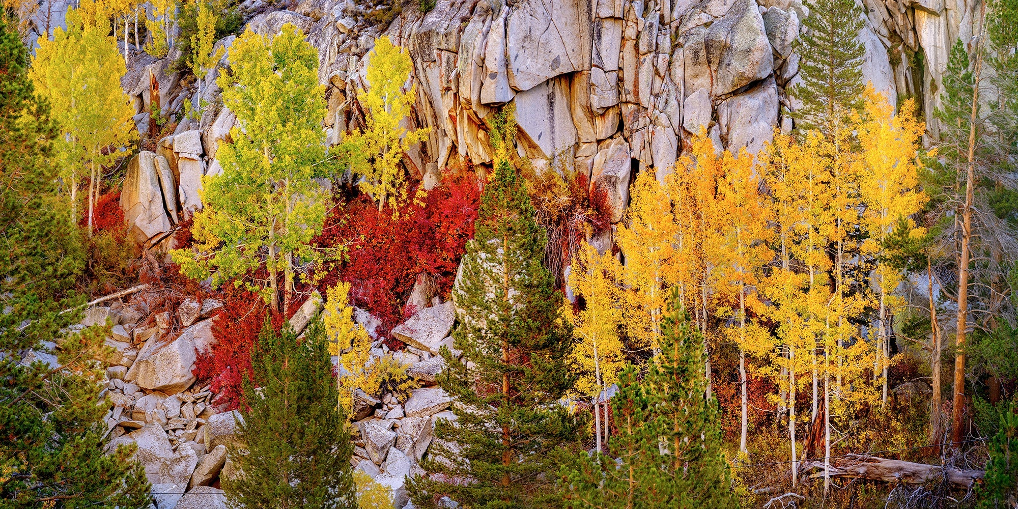 Autumn Mosaic