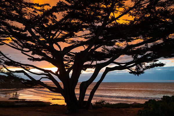 money tree renton sunset Cypress Tree Sunset: Carmel Photography by Aaron Chang
