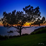 Lone Torrey Pine Tree