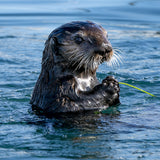 Otter