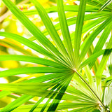 Jungle Abstract