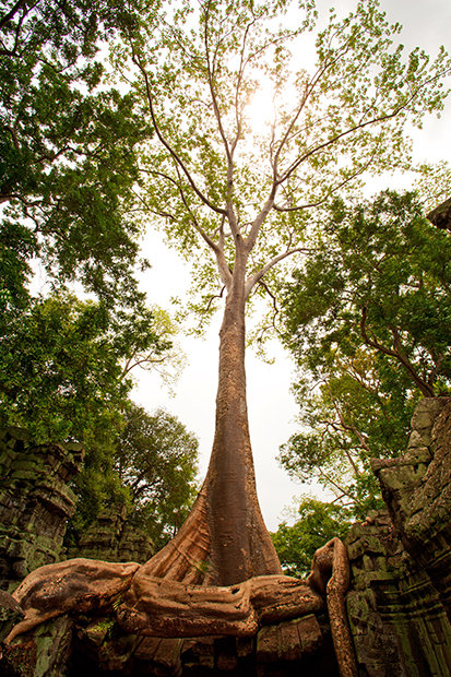 Over the centuries, trees like this one became a part of the stone structures.